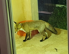 Vulpes vulpes ichnusae