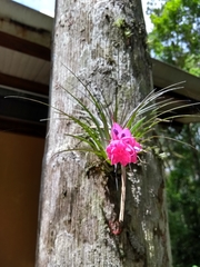 Tillandsia stricta