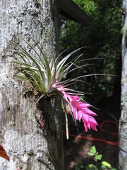 Tillandsia stricta