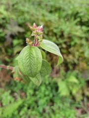 Chaetogastra ciliaris