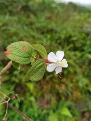 Chaetogastra ciliaris