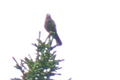 Carpodacus edwardsii