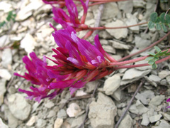 Astragalus buschiorum