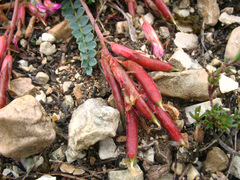 Astragalus buschiorum