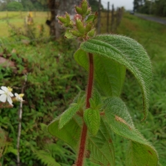 Chaetogastra ciliaris