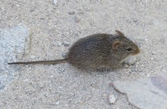 Sigmodon ochrognathus