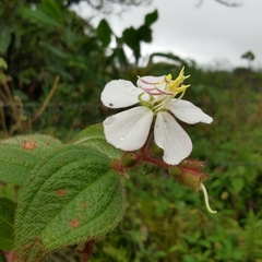 Chaetogastra ciliaris