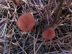 Laccaria laccata pallidifolia