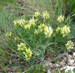 Astragalus calycinus
