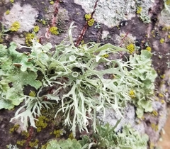 Ramalina fastigiata