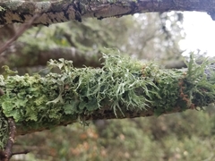 Ramalina fastigiata