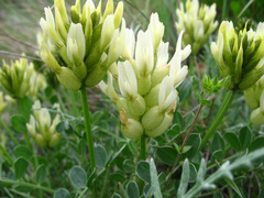 Astragalus calycinus