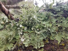 Ramalina fastigiata