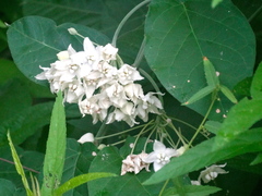 Funastrum pannosum