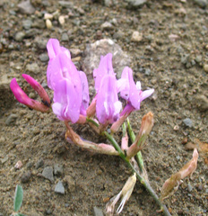Astragalus haesitabundus