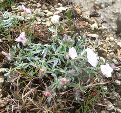 Convolvulus calvertii ruprechtii