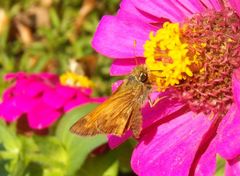 Atalopedes campestris huron