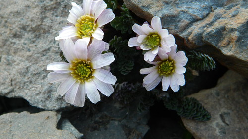 Callianthemum pimpinelloides