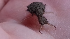 Myrmeleon formicarius