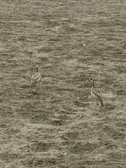 Burhinus superciliaris