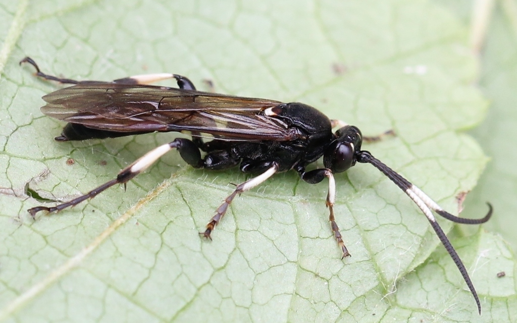 Eupalamus wesmaeli