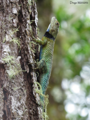 Sceloporus smaragdinus