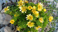 Adonis chrysocyathus