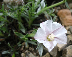 Convolvulus calvertii ruprechtii