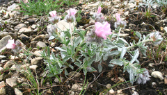 Convolvulus calvertii ruprechtii