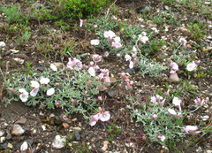 Convolvulus calvertii ruprechtii
