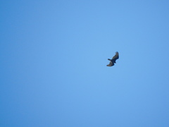 Cathartes aura