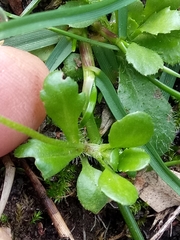 Bellis annua image