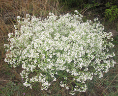 Crambe aspera