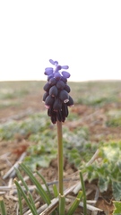 Muscari neglectum