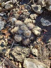 Mammillaria prolifera