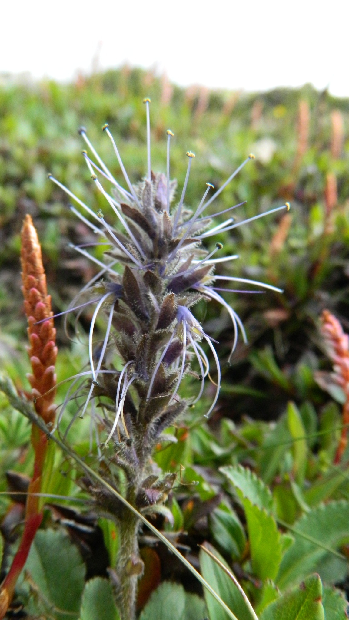 Picrorhiza