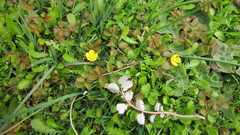 Argentina anserinoides