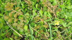 Argentina anserinoides