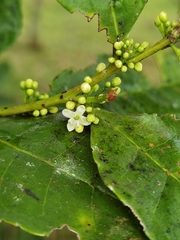 Ilex lamprophylla