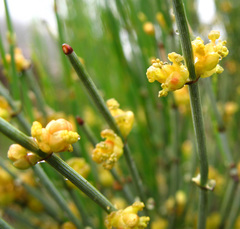Ephedra procera