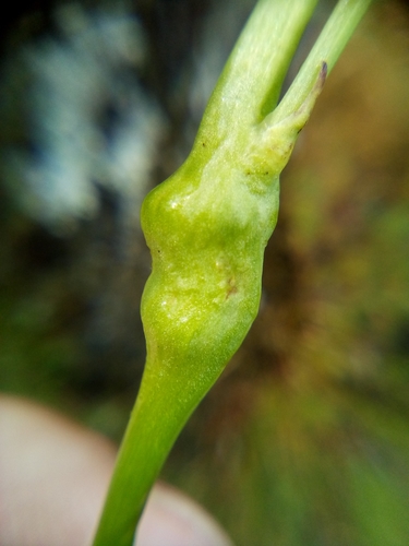 Gall wasp