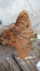 Ganoderma applanatum image