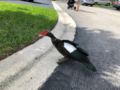 Cairina moschata domestica
