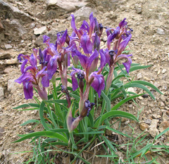 Iris timofejewii