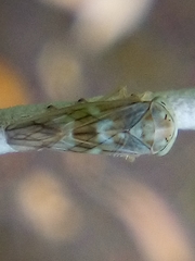 Tremulicerus distinguendus