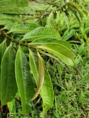 Ardisia palmana