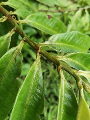 Ardisia palmana