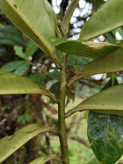Ardisia palmana