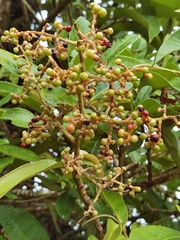 Ardisia palmana