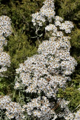 Olearia phlogopappa
